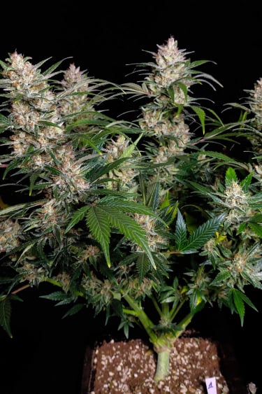 Instagram Pineapple Express Auto