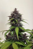Instagram Purple Haze Auto™