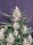 Instagram Big Bud Auto