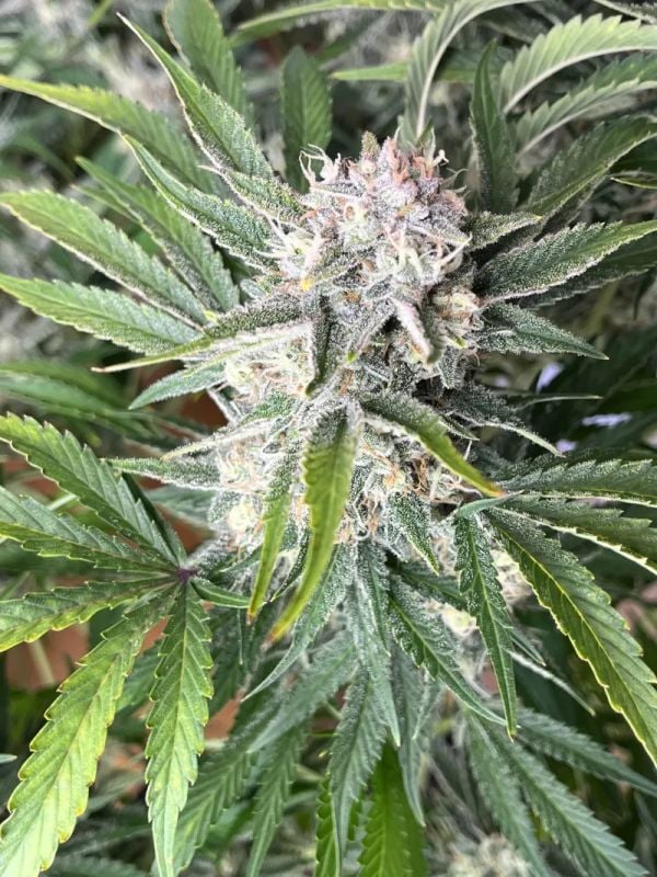 Instagram Cherry Cola Auto RF3