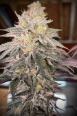 Instagram Papaya Sherbet™