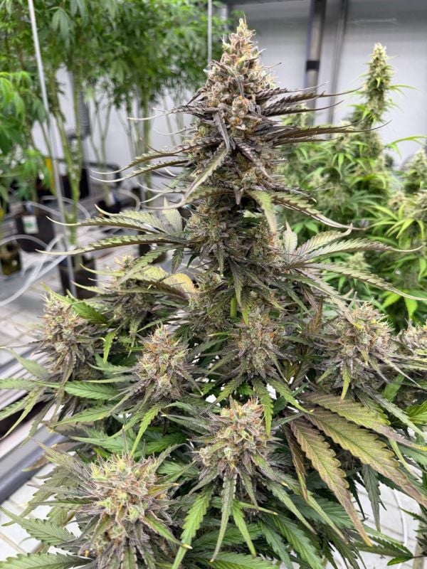 Instagram Trainwreck Auto