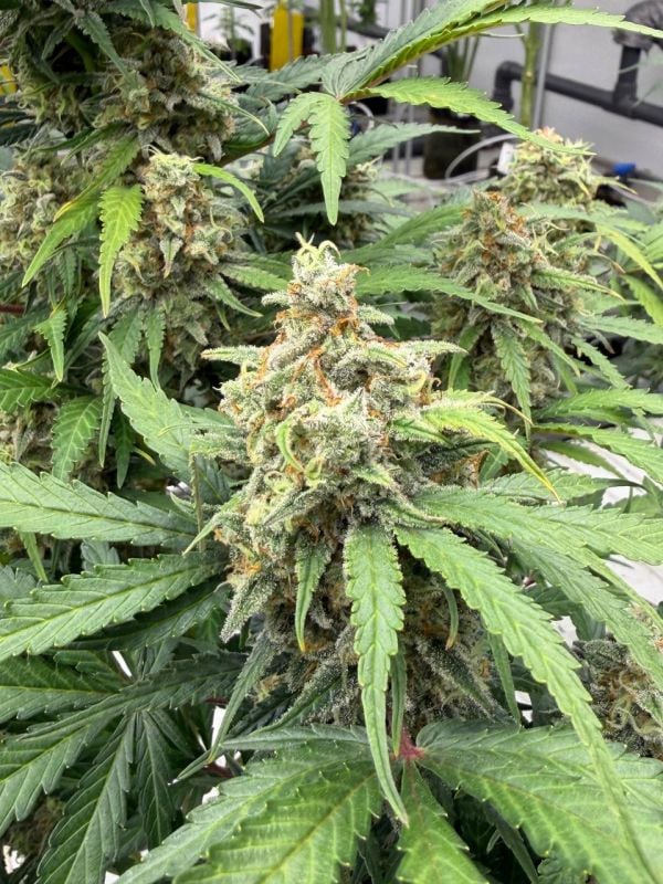 Instagram Moby Dick Auto