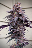 Instagram Papaya Sherbet™