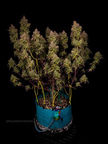 Instagram Amnesia Z Auto