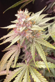 Instagram Cherry Cola Auto