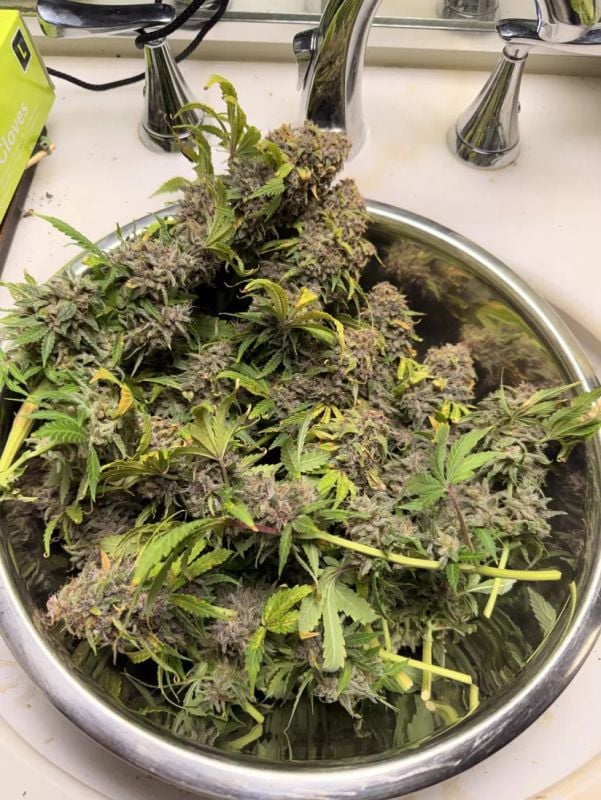 Instagram Purple Lemonade Auto RF3