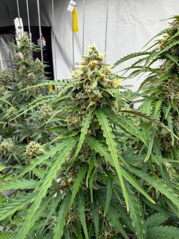 Instagram Jack Herer Auto