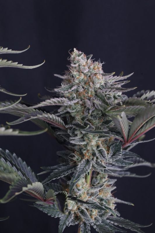 Instagram Mendo Frost Auto