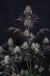 Instagram Sundae Frost Auto™