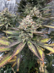 Instagram Guava Auto RF3™