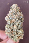 Instagram Papaya Sherbet™