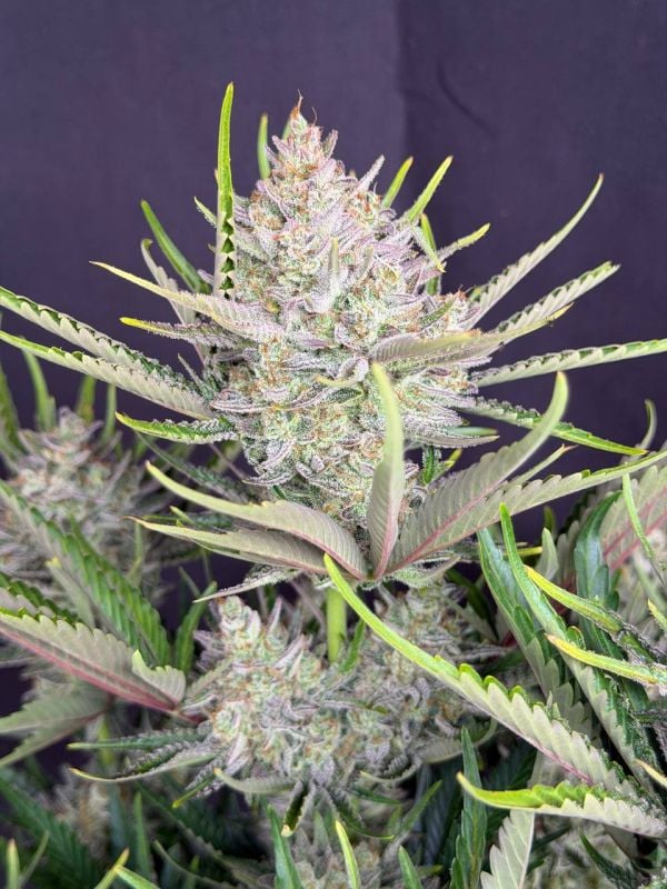 Instagram Trainwreck Auto