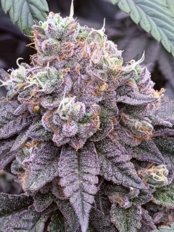 Instagram Garlic Mint Sherbet