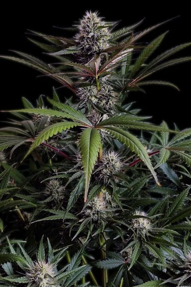 Instagram Purple Lemonade FF