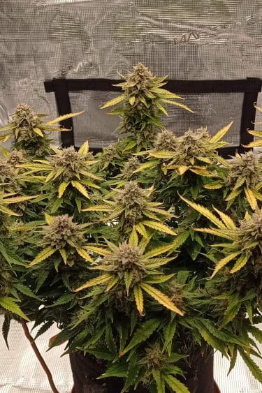 Instagram Trainwreck Auto