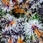 Instagram Guava Runtz Auto™