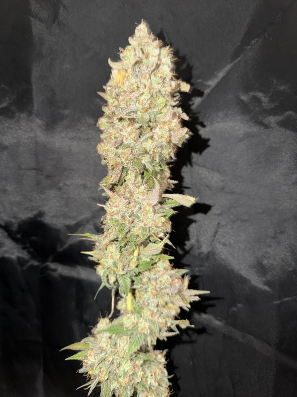 AUTO | Mendo Frost Auto™
