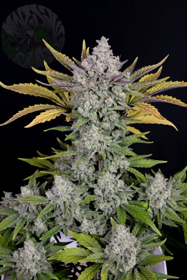 Instagram AUTO | Gorilla Cookies Auto