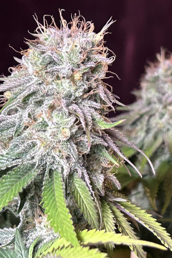 Buy Orange Sherbet FF Cannabis Seeds | Fast Buds