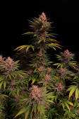 Instagram Purple Lemonade FF