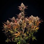 Instagram Lemon Tree Auto™