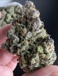 Instagram Papaya Cookies Auto™