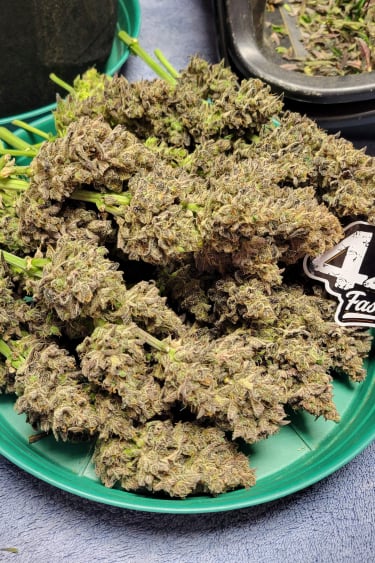 Instagram Guava Auto