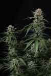 Instagram Banana Cherry Cookies Auto™