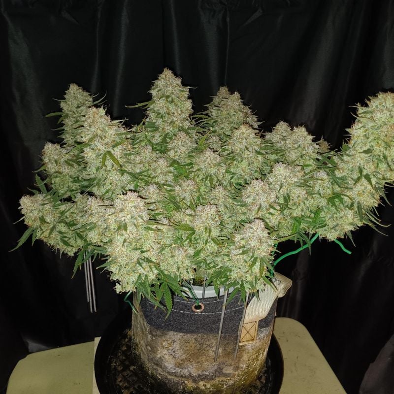 Instagram Jack Herer Auto