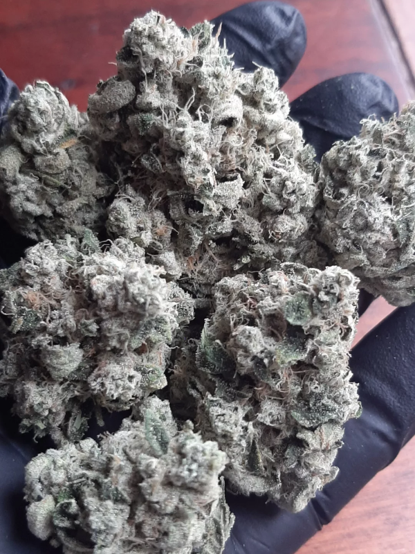 Instagram Biscotti Gelato