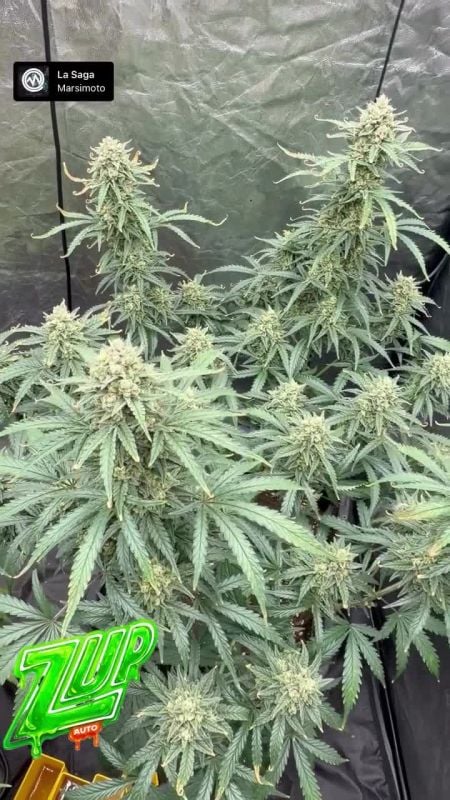 Z Up Auto @420greengrowlab GD 