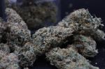 Instagram Garlic Mint Sherbet Auto™
