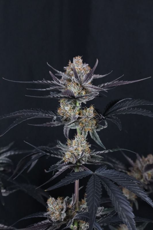 Instagram Guava Runtz Auto