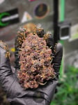 Instagram Strawberry Pie Auto