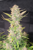 Instagram Purple Haze Auto™
