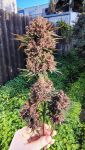 Instagram Lemon Cherry Cookies Auto