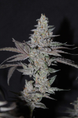 Instagram Gorilla Cookies FF