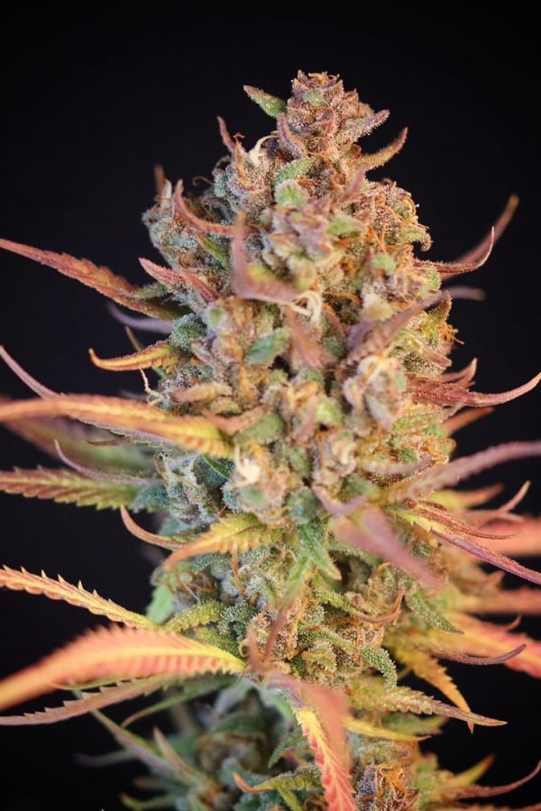 Buy Strawberry Gorilla Auto Cannabis Seeds | Fast Buds