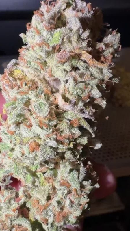 Lemon Cherry Sundae Auto @bernie 2 
