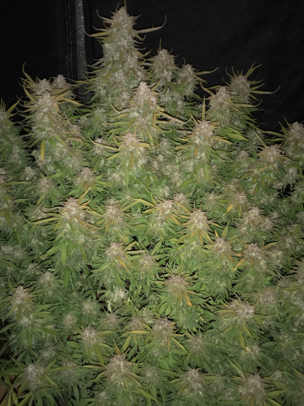 Instagram AUTO | Californian Snow Auto