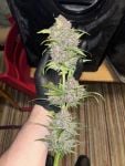 Instagram Banana Purple Punch Auto RF3™