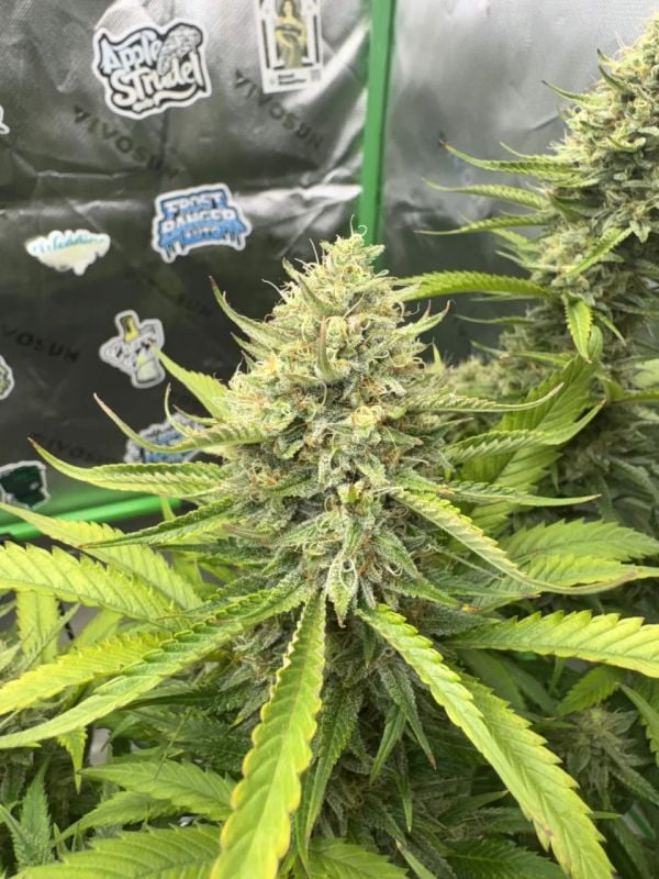 Instagram Pineapple OG Auto