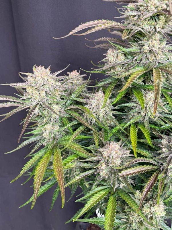 Instagram Blueberry Auto
