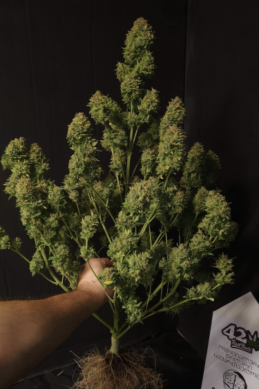 Instagram Gorilla Cookies Auto