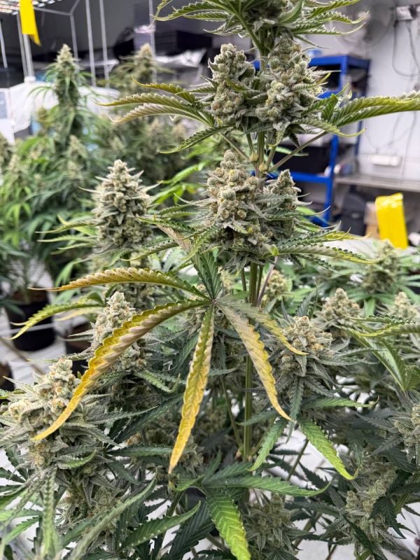 Instagram OG Kush Auto