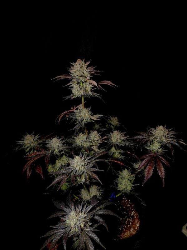 Instagram Mendo Frost Auto