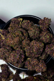 Instagram Purple Haze Auto™
