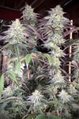 Instagram Papaya Sherbet™