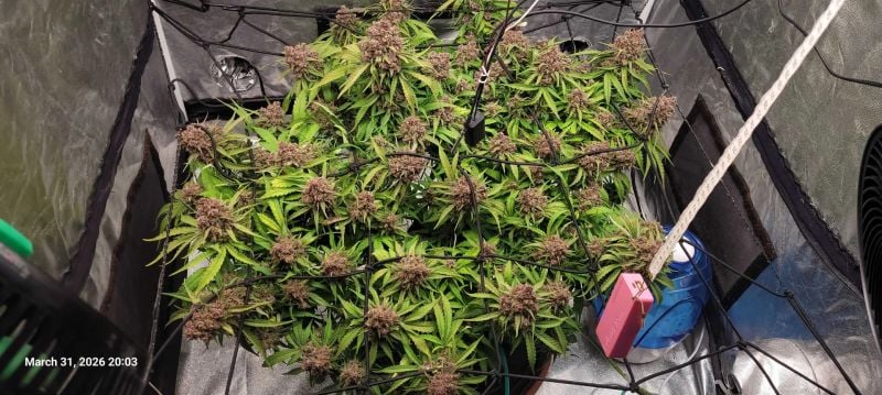 Instagram Purple Haze Auto